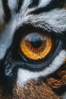 Close-up of a tiger's striking amber eye in natural habitat photo