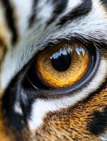 Close-up of a tiger's eye showcasing intricate details and colors photo