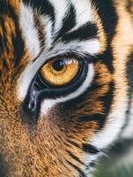Close-up of a tiger's striking amber eye with vivid stripes photo