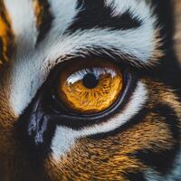 Close-up of a tiger's eye showcasing its striking features and colors photo