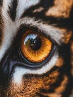 Close-up of a tiger eye showcasing vibrant orange hues and details photo