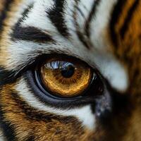 Close-up of a tiger's eye showcasing its striking colors and details photo
