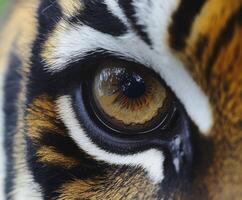 Close-up of a single tiger's eye showing intricate details photo