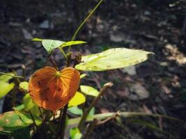 ants in the leave photo