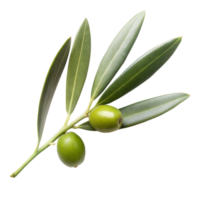 Olive branch with leaves and fruits isolated on transparent background png