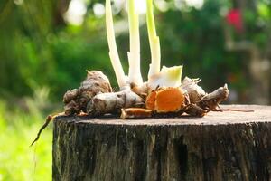 Turmeric or Curcuma longa Linn or rhizome root, a tuber plant that has a distinctive color and aroma photo