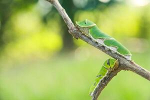 Caterpillar of common mormon butterfly walking on a small twig photo