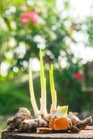 Turmeric or Curcuma longa Linn or rhizome root, a tuber plant that has a distinctive color and aroma photo