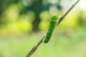 Caterpillar of common mormon butterfly walking on a small twig photo