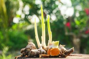 Turmeric or Curcuma longa Linn or rhizome root, a tuber plant that has a distinctive color and aroma photo