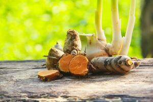Turmeric or Curcuma longa Linn or rhizome root, a tuber plant that has a distinctive color and aroma photo