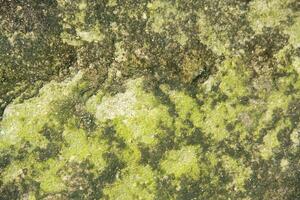 Green moss texture background with copy space photo