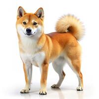 Comprehensive Dog Images, All Breeds and Categories for Microstock photo