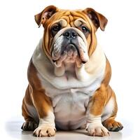 Comprehensive Dog Images, All Breeds and Categories for Microstock photo