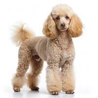 Comprehensive Dog Images, All Breeds and Categories for Microstock photo