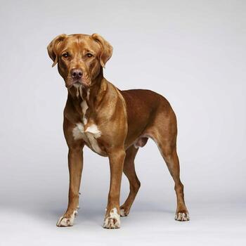 Comprehensive Dog Images, All Breeds and Categories for Microstock photo