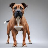 Comprehensive Dog Images, All Breeds and Categories for Microstock photo