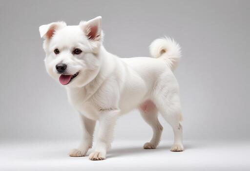 Comprehensive Dog Images, All Breeds and Categories for Microstock photo