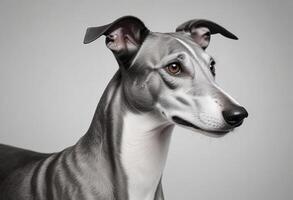 Comprehensive Dog Images, All Breeds and Categories for Microstock photo
