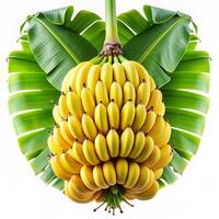 Golden Bananas, Fresh and Nutritious Fruit in High-Resolution Images photo