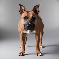 Comprehensive Dog Images, All Breeds and Categories for Microstock photo