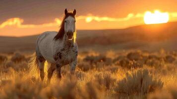 A beautiful image of a horse running through the desert at sunset. photo