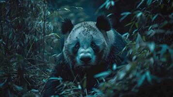 A panda bear peeking out from behind foliage in a forest setting. The light is dim, photo