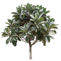 Green leafy tree with brown trunk Isolated png