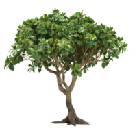 Green Bushy Tree With Multiple Trunks Isolated png