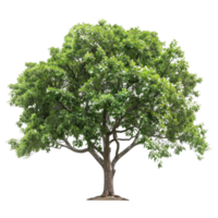 Isolated Green Tree with Lush Foliage png