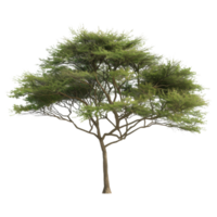 Isolated Green Tree With Brown Trunk Isolated png