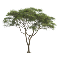 Isolated Tree with Twisted Branches and Lush Green Canopy png