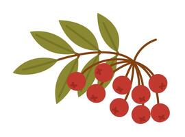 Rowan tree branch with red berries and green leaves isolated on white background. Mountain ash. Sorbus aucuparia. Flat illustration vector