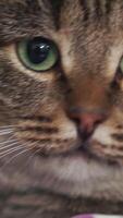 Satisfied cat sitting opposite the window looking at the sides, close-up face. Close-up of a tabby cat video