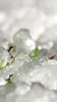 Timelapse, Melting snow visible green young grass in the spring month under the sun in the park. Spring melting ice on the ground video