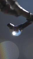 lluvia gotas en un rama. naturaleza primavera resumen antecedentes. árbol rama con lluvia agua gotas colgando en eso video