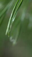 Close up of rain drops on green pine needles with fresh green copyspace. Abstract background from conifer evergreen pine tree branches with dew water drops. Rain drops on pine needles with sun rays video