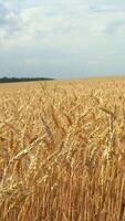 View of wheat field on cloudy summer day. Media. Golden ears of wheat field on cloudy day. Large farmer's field of wheat video