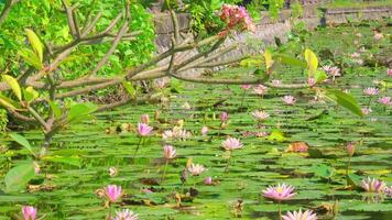 Serene Pond with Blooming Water Lilies video