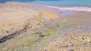Serene Beach with Algae and Clear Water video