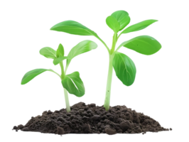 Two Green Seedlings Emerging from Dark Soil - Realistic Image png