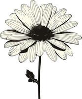 Black and White Illustration of a Single Daisy vector