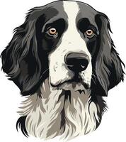 Close up portrait of a beautiful black and white brittany spaniel with soft, expressive eyes vector