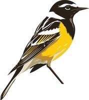 Illustration of a Yellow Rumped Warbler vector