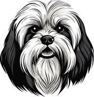 A Close Up Portrait of a Shih Tzu vector