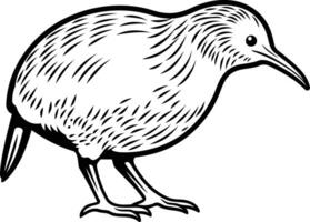 A detailed line drawing of a kiwi bird, a flightless bird native to new zealand, in a vintage style vector
