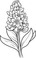 A delicate line drawing of a hyacinth flower, perfect for adding a touch of elegance to your designs vector