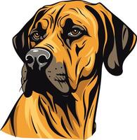 A detailed, cartoon-style illustration of a rhodesian ridgeback dog, looking directly at the viewer vector