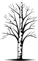 Simple, elegant silhouette of a birch tree with a bare, stylized crown vector