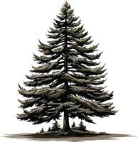 A majestic pine tree with a detailed, hand-drawn style vector